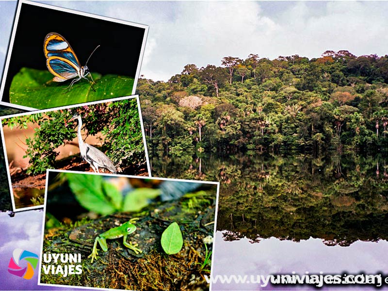 madidi13 madidi-pampas-rurrenabaque