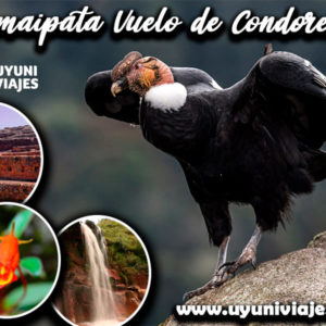 Observação do Condor Samaipata observacion OBSERVATION CONDORS