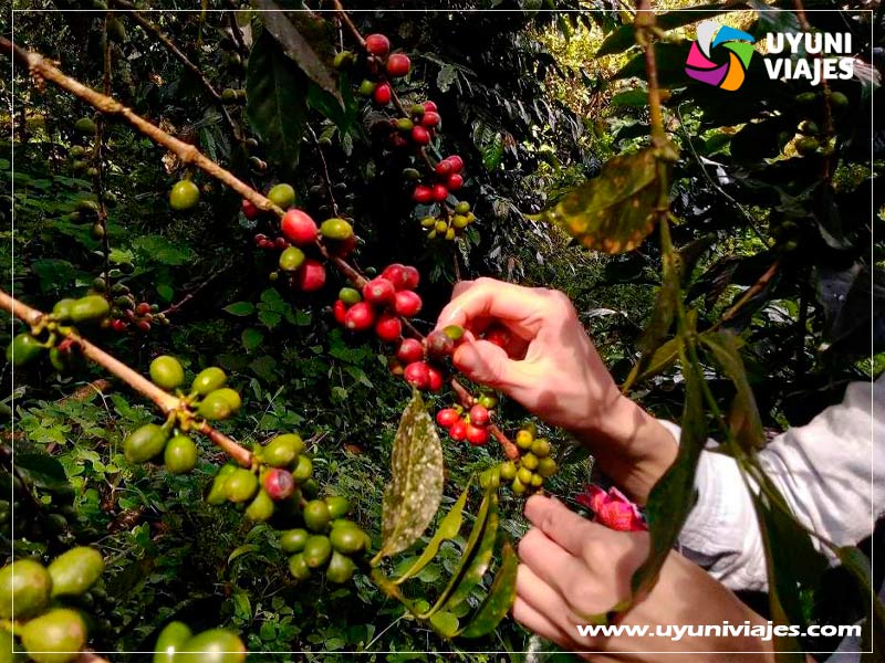 tour-coroico-bolivia tour-coroico